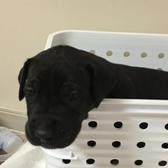 Great Dane Puppy for sale in HAMPTONVILLE, NC, USA