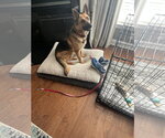 Small #3 German Shepherd Dog