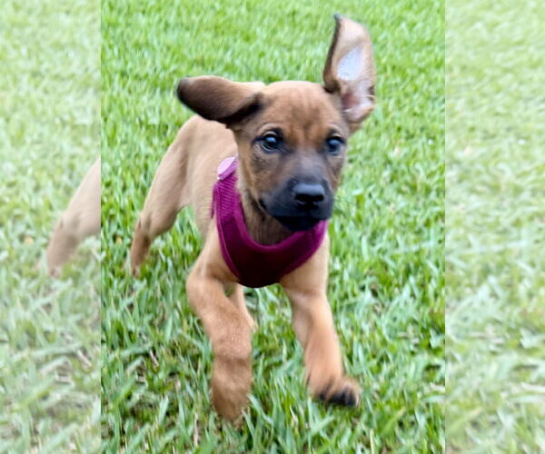 Medium Photo #1 Golden Labrador Puppy For Sale in Royal Palm Beach, FL, USA