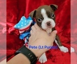 Small #3 Boston Terrier