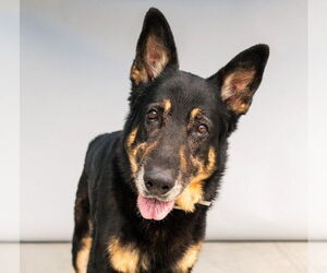 German Shepherd Dog Dogs for adoption in Pasadena, CA, USA