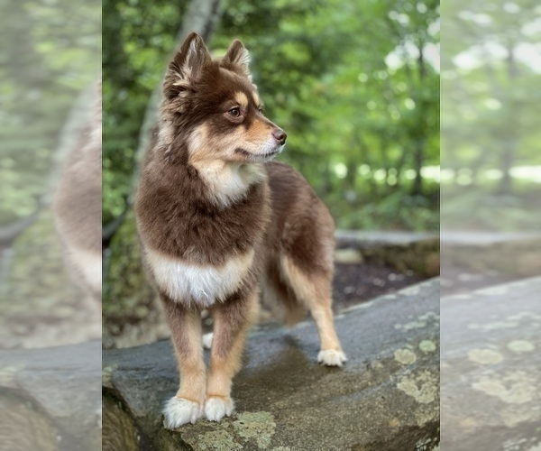 Medium Photo #1 Pomsky Puppy For Sale in TODD, NC, USA