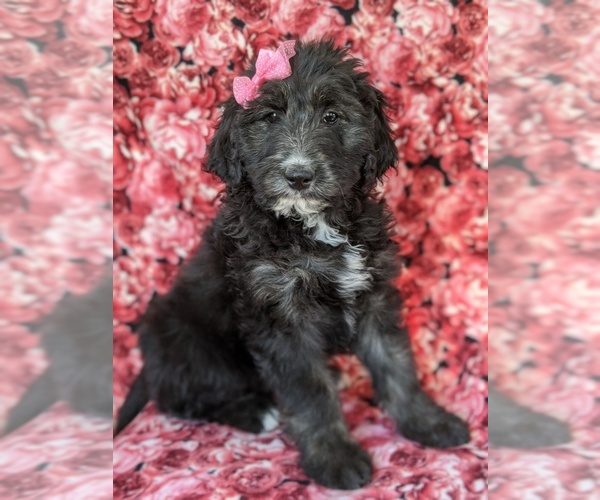 Medium Photo #2 Sheepadoodle Puppy For Sale in PORT DEPOSIT, MD, USA
