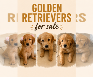 Golden Retriever Puppy for sale in FONTANA, CA, USA