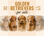 Small Golden Retriever