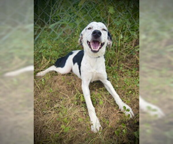 Medium Photo #1 German Shorthaired Pointer-Unknown Mix Puppy For Sale in Pleasanton, TX, USA