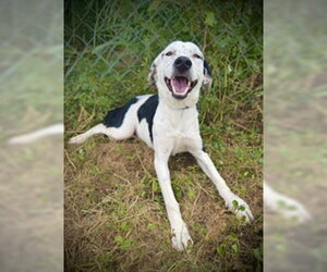 German Shorthaired Pointer-Unknown Mix Dogs for adoption in Pleasanton, TX, USA