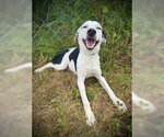 Small German Shorthaired Pointer Mix