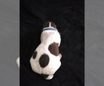 Small Photo #10 German Shorthaired Pointer Puppy For Sale in SAINT GEORGE, SC, USA