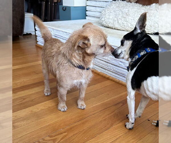 Medium Photo #3 Chihuahua-Unknown Mix Puppy For Sale in Roaring River, NC, USA