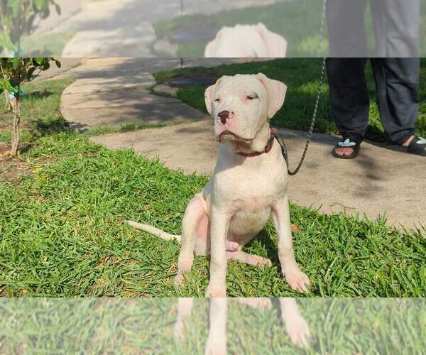 Medium Photo #1 Dogo Argentino Puppy For Sale in KATY, TX, USA