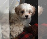 Small #2 Cavapoo