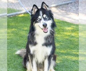 Siberian Husky Dogs for adoption in Camarillo, CA, USA