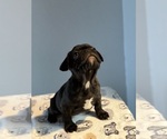 Small #1 French Bulldog