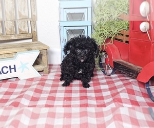 Poodle (Toy) Puppy for sale in COLLEGE STA, TX, USA