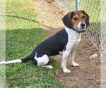 Small #10 Beagle