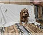 Small #4 English Cocker Spaniel