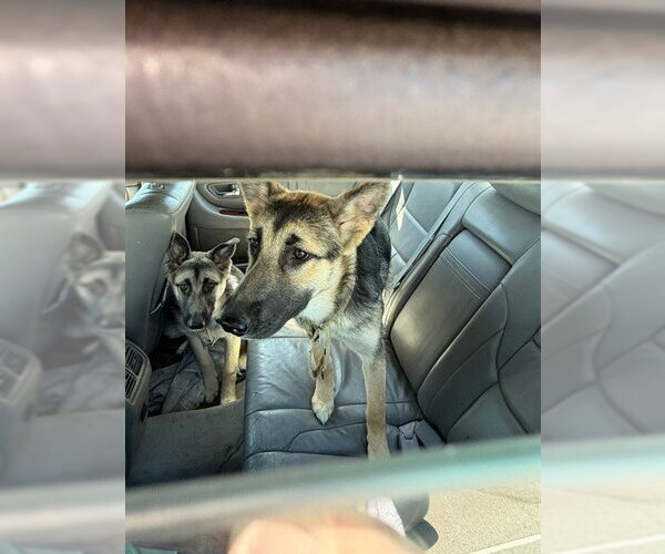Medium Photo #1 German Shepherd Dog Puppy For Sale in Stockton, CA, USA