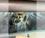 Small German Shepherd Dog