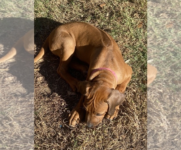 Medium Photo #33 Rhodesian Ridgeback Puppy For Sale in KELLER, TX, USA