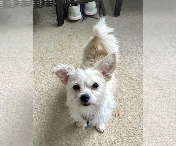 Medium Photo #1 Mutt Puppy For Sale in Arlington, VA, USA