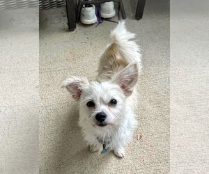 Mutt Dogs for adoption in Arlington, VA, USA