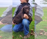 Small #1 Labrador Retriever