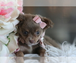 Small #17 Chihuahua