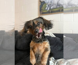 Paisley  dachshund mix - Female Dachshund Dog for Adoption - Photo #2