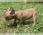 Small Photo #6 French Bulldog Puppy For Sale in HOLLYWOOD, FL, USA