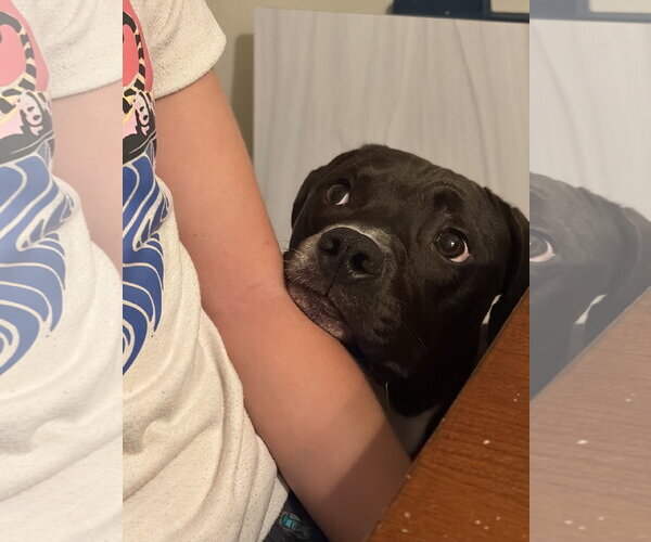 Medium Photo #7 Boxer Puppy For Sale in Holly Springs, NC, USA