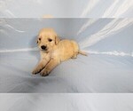 Small #5 Golden Retriever
