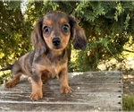 Small Dachshund