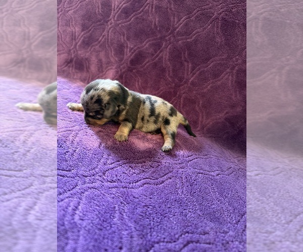 Medium Photo #3 Dachshund Puppy For Sale in BLMGTN, IN, USA