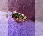 Small #2 Dachshund
