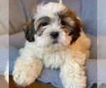 Small #1 Shih-Poo