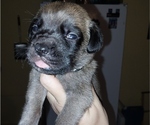 Small #15 Mastiff