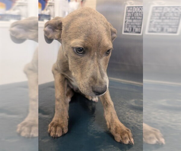 Medium Photo #1 Plott Hound-Unknown Mix Puppy For Sale in Mobile, AL, USA