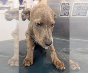 Plott Hound-Unknown Mix Dogs for adoption in Mobile, AL, USA