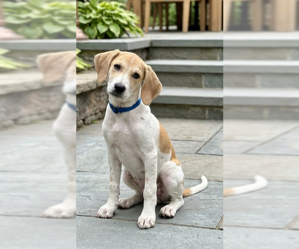 Medium Photo #3 Labrador Retriever-Unknown Mix Puppy For Sale in Genesee, WI, USA