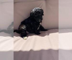 Labradoodle Puppy for sale in ELON, NC, USA