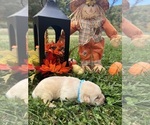 Small #4 Labrador Retriever