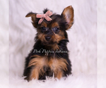 Small Photo #27 Yorkshire Terrier Puppy For Sale in WARSAW, IN, USA