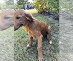 Small #4 Flat Coated Retriever-Golden Retriever Mix