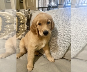 Golden Retriever Puppy for sale in KINGWOOD, TX, USA
