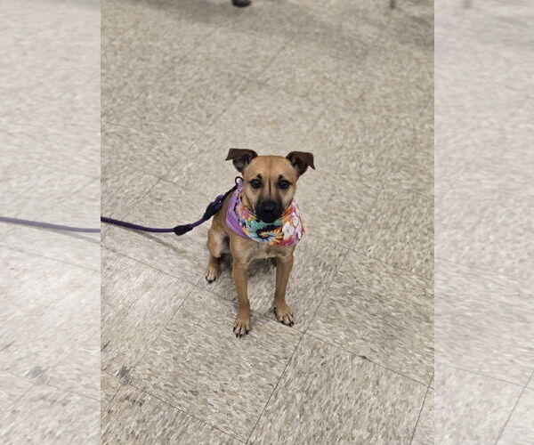 Medium Photo #4 Chihuahua-Unknown Mix Puppy For Sale in Minneapolis, MN, USA