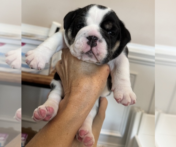Medium Photo #1 English Bulldog Puppy For Sale in FAYETTEVILLE, NC, USA