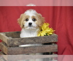Small Cavachon