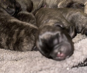 Medium Pug
