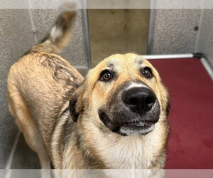 Great Pyrenees-Unknown Mix Dogs for adoption in Santa Rosa, CA, USA